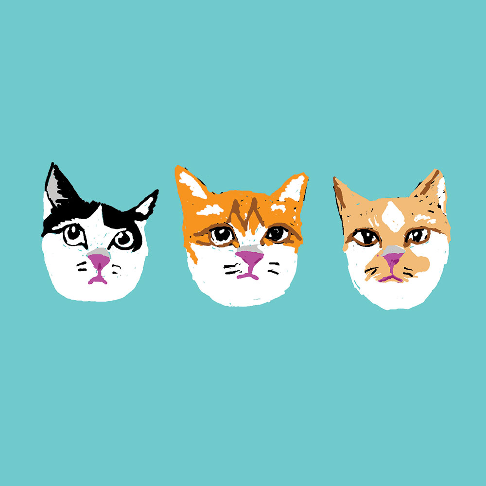 3 gaticos
